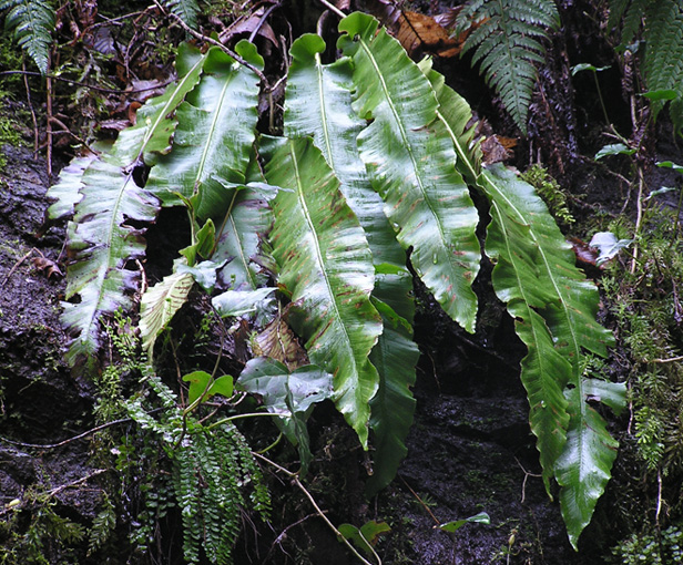 Phyllitis scolopendrium